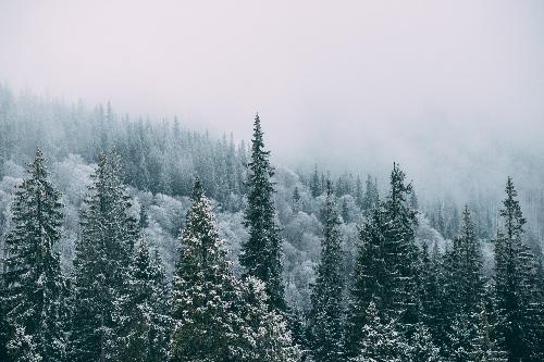 Marshall Wildlife Conservation Area Snowshoe Trek
