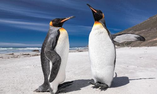 Party for the Penguins