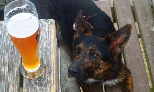 Pooches and Pints - Barktoberfest