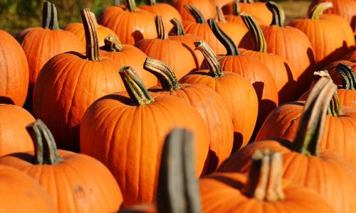 Pumpkin Carving