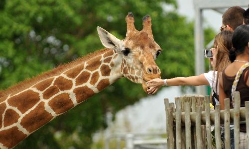 Bring Your Dog to the Zoo