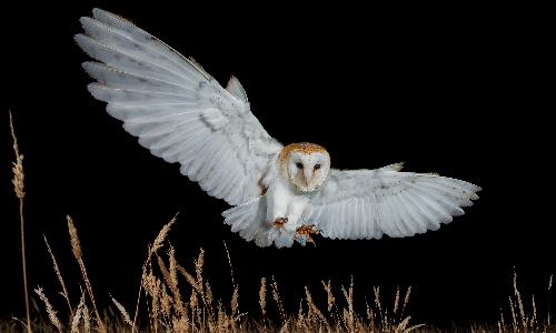 Eyes on Owls 