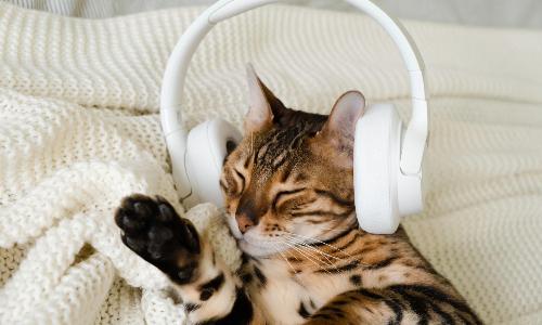 Cadenzas for Cats 