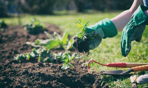 The Magic of Seeds and Sprouts 