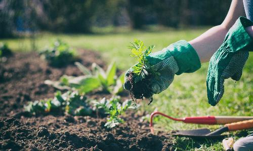 Growing and Showing Blue Ribbon Produce and Flowers