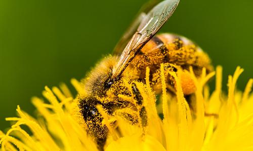 The Northeast Wisconsin Pollinator Corridor and How You can Support Pollinators