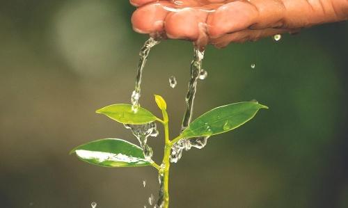 Lions Scrappers to host garden planning program