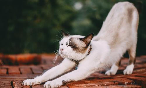 Yoga with Kitties