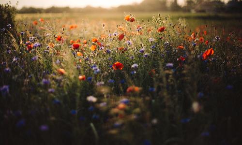Author, naturalist Tekiela to speak on wildflowers